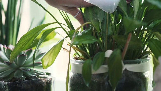 给植物浇水视频素材