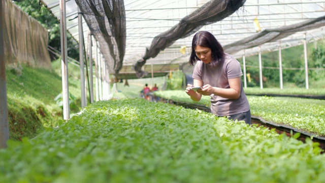 妇女农民控制和检查温室有机蔬菜视频下载