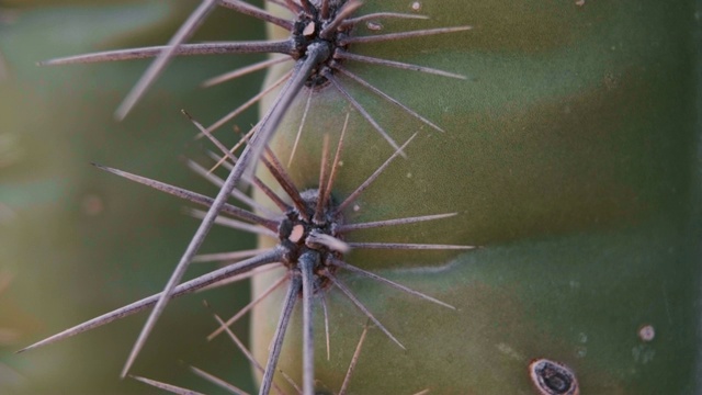 沙漠仙人掌宏-美国亚利桑那州视频素材