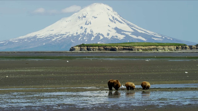 阿拉斯加棕熊和幼崽堡垒火山视频下载
