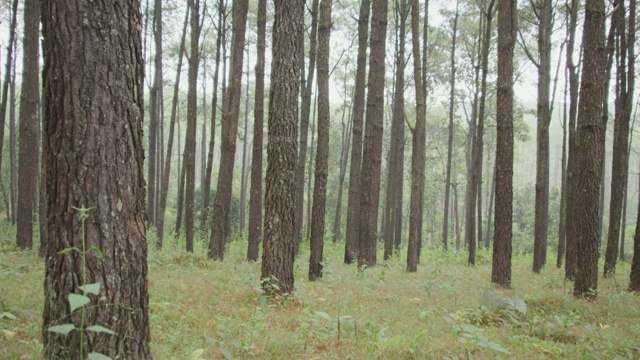 4k多莉拍摄的松树森林视频下载
