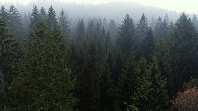雾森林鸟瞰图视频素材