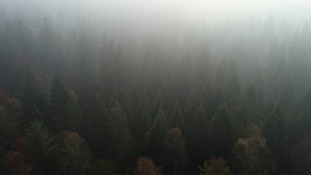 雾森林鸟瞰图视频素材