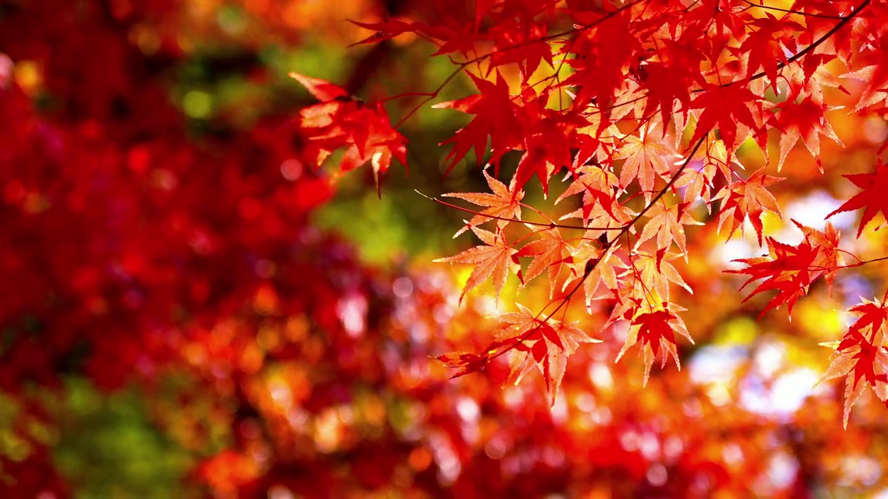 美丽的枫叶和树在秋天的日本视频下载