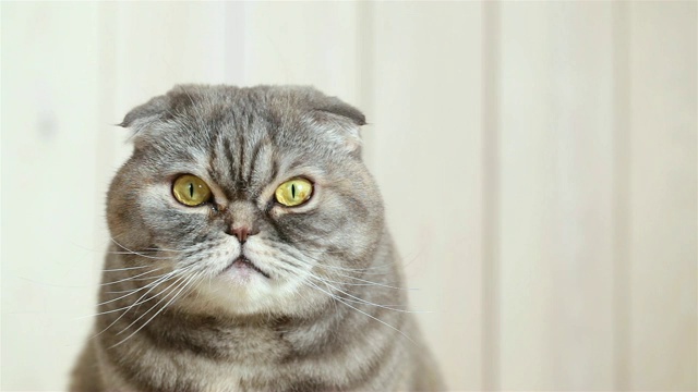 苏格兰折猫的肖像。视频下载