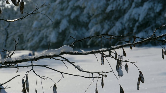 背景的冬天森林与白雪覆盖的树枝树视频下载