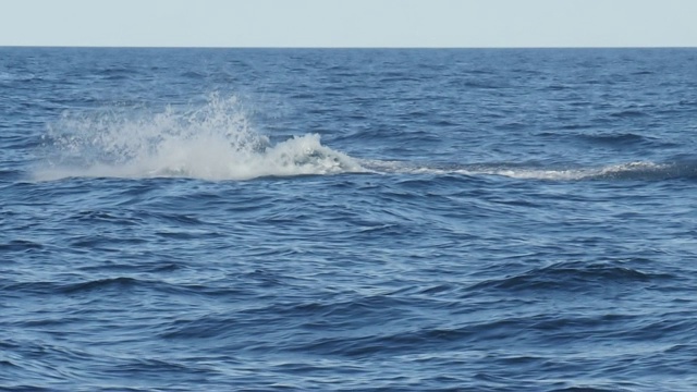 17%慢镜头拍摄了一头座头鲸幼崽在merimbula处的半缺口视频素材