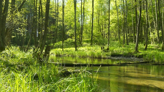 森林中的河流-四季视频素材