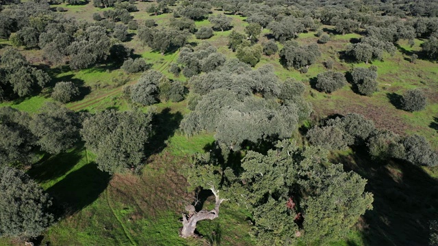 软木橡树鸟瞰图，草地，地中海森林，Sierra de San Pedro, Cáceres，埃斯特雷马杜拉，西班牙，欧洲视频素材