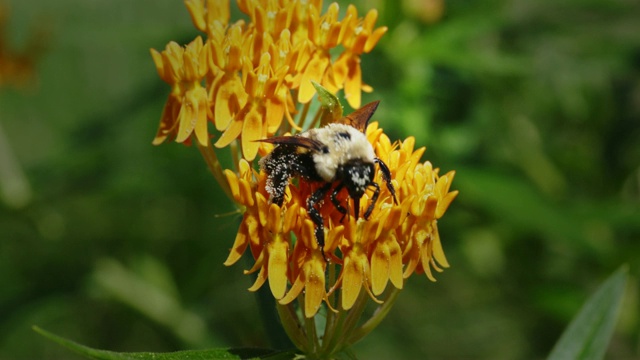 蜜蜂和蝴蝶在花园里给花授粉。视频素材