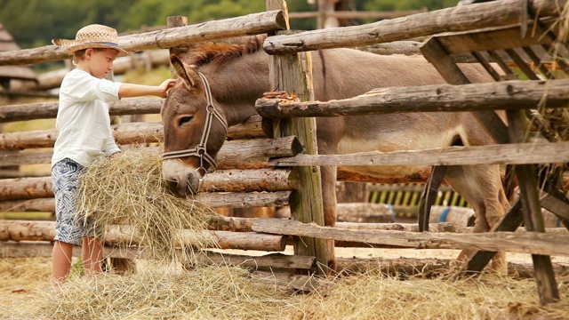 农场镜头:男孩戴着一顶草帽，给驴带来一堆干草视频素材