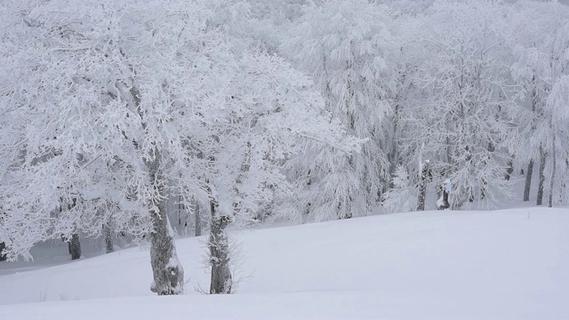雪天，山上有松树视频素材