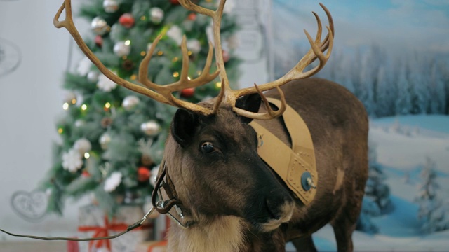 驯鹿靠近圣诞树视频下载