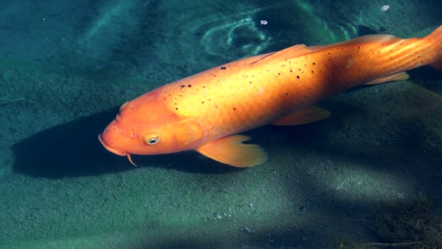 慢动作:大橙色鱼转身和游过小很多的鱼视频下载