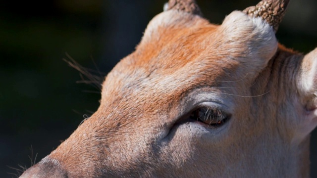 慢动作特写的鼻子，眼睛和耳朵的一只小鹿视频素材