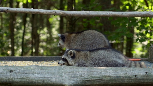 慢镜头:两只浣熊在森林的喂食平台上进食的特写视频下载