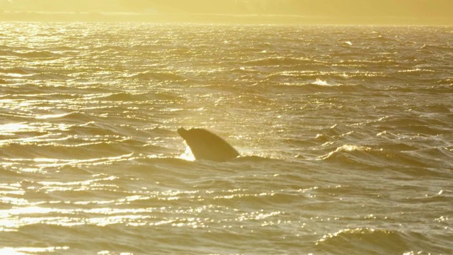 苏格兰海岸的海豚视频下载
