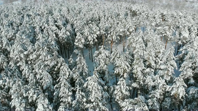在一个阳光明媚的日子里飞过一片冰雪覆盖的森林视频素材
