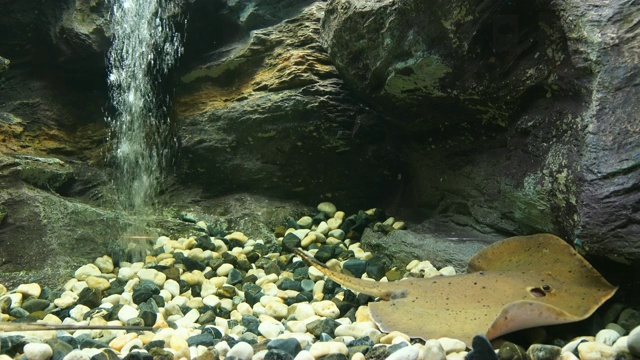 巨型淡水黄貂鱼视频素材