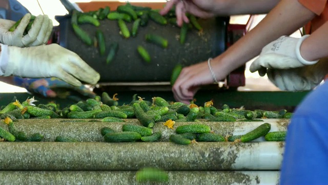 黄瓜生产中视频素材
