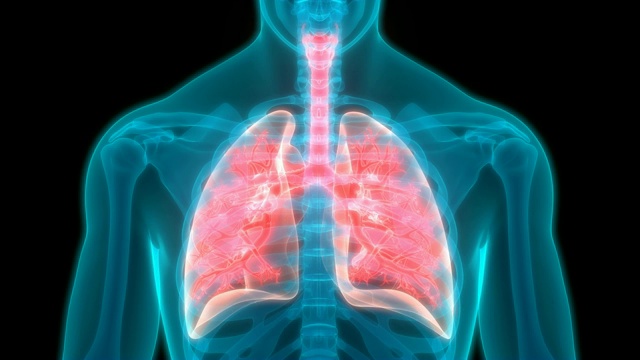 人体呼吸系统及肺解剖学视频素材