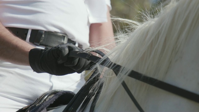 双手戴着手套握着白马的缰绳视频下载