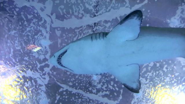 鲨鱼漂浮在水面上。鲨鱼在浅水中寻找食物。画面中水光的彩色小瑕疵视频素材