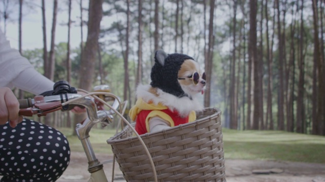 4k跟踪与快乐的吉娃娃狗在自行车篮子视频素材