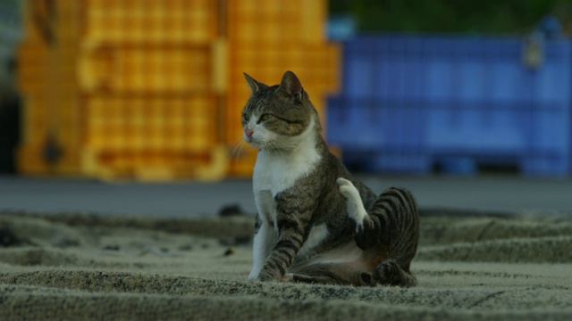 在码头边，一只野猫坐在网子上梳理毛发视频下载