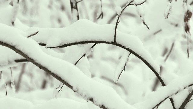 在冬天的森林里，树枝被雪覆盖视频购买