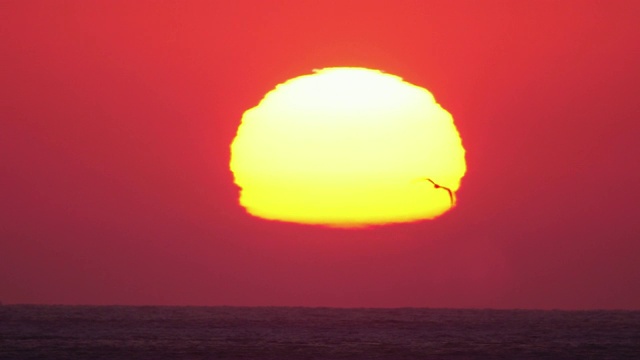 时光流逝，金色的太阳在地平线上落下，一只鸟从镜头中飞过视频素材