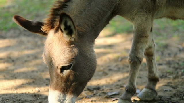 农场动物中的矮马，动作缓慢视频下载