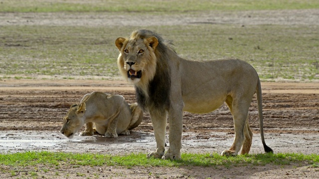 狮子和母狮子在水坑里饮水视频下载