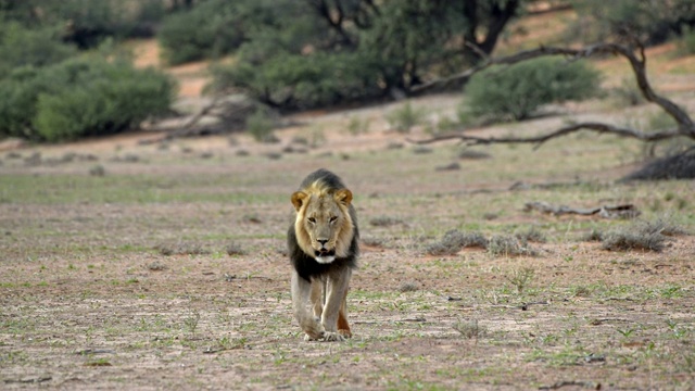 在喀拉哈里沙漠漫步的狮子视频下载