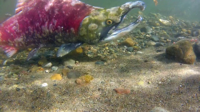 水下特写:在浅河的繁殖地附近游动的鲑鱼视频下载