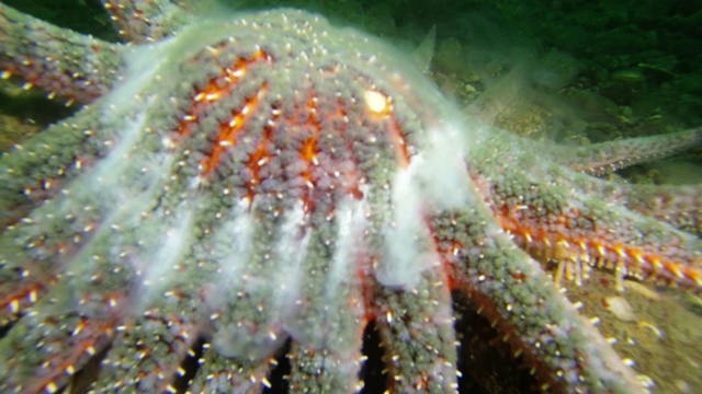 水下特写:彩色的，巨大的章鱼坐在普吉特湾的底部视频下载