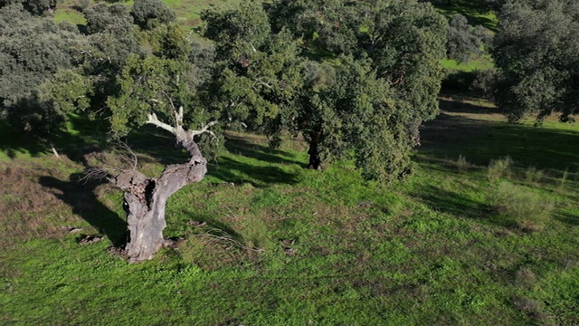 软木橡树鸟瞰图，草地，地中海森林，Sierra de San Pedro, Cáceres，埃斯特雷马杜拉，西班牙，欧洲视频下载