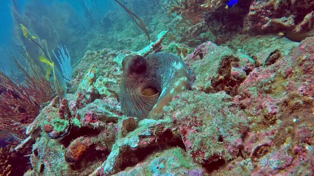 水下暗礁章鱼(蓝藻章鱼)隐藏在岩石里视频素材