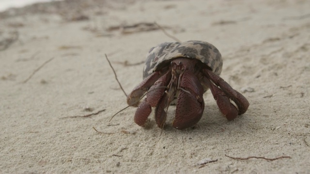 寄居蟹漫步在伯利兹海滩上视频下载