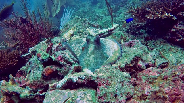 水下暗礁章鱼(蓝藻章鱼)隐藏在岩石里视频下载