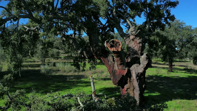 软木橡树鸟瞰图，草地，地中海森林，Sierra de San Pedro, Cáceres，埃斯特雷马杜拉，西班牙，欧洲视频素材