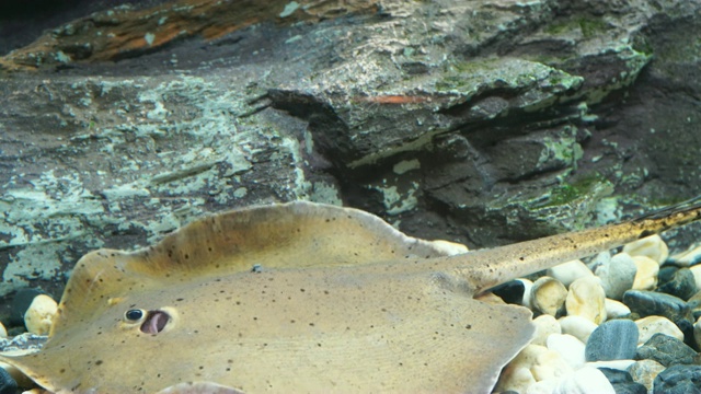巨型淡水黄貂鱼视频素材