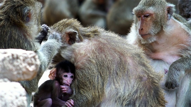 一群猴子在一个古老的废墟视频素材