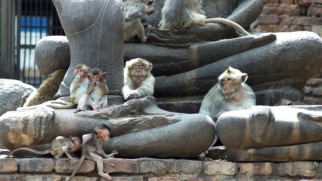 一群猴子在一个古老的废墟视频素材