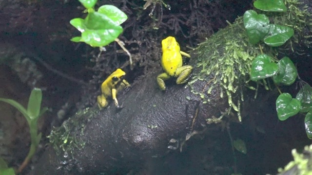 黄色热带雨森林有毒的青蛙视频素材