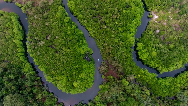 柬埔寨Koh Rong岛的河流沼泽视频下载