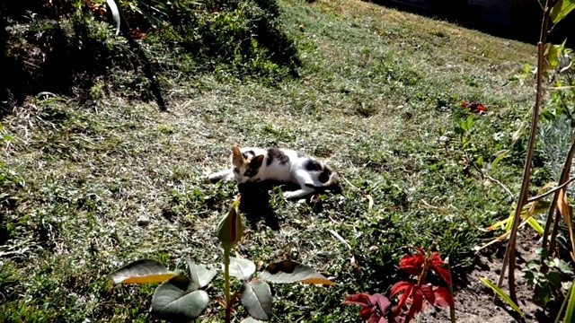 阳光明媚的一天，小猫在草地上玩耍视频素材