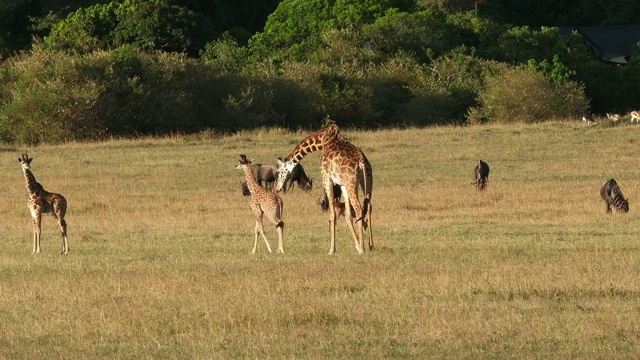 肯尼亚马赛长颈鹿，长颈鹿，羚羊，妈妈和孩子走过萨凡纳，蓝色角马，马赛马拉公园，肯尼亚，实时4K视频素材