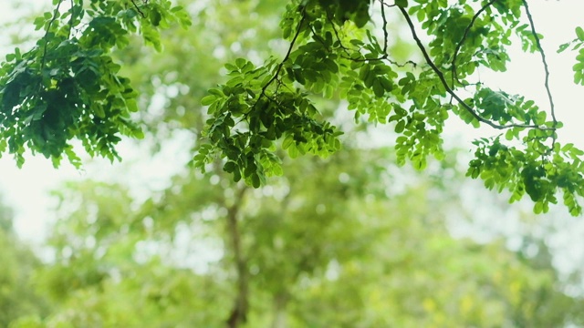 看着树枝上的绿叶在花园里吹来吹去的慢动作。自然现象。视频素材
