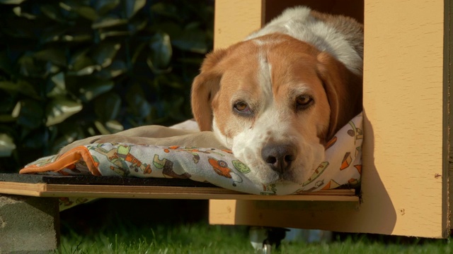 可爱的比格犬在他的狗屋休息4K视频下载